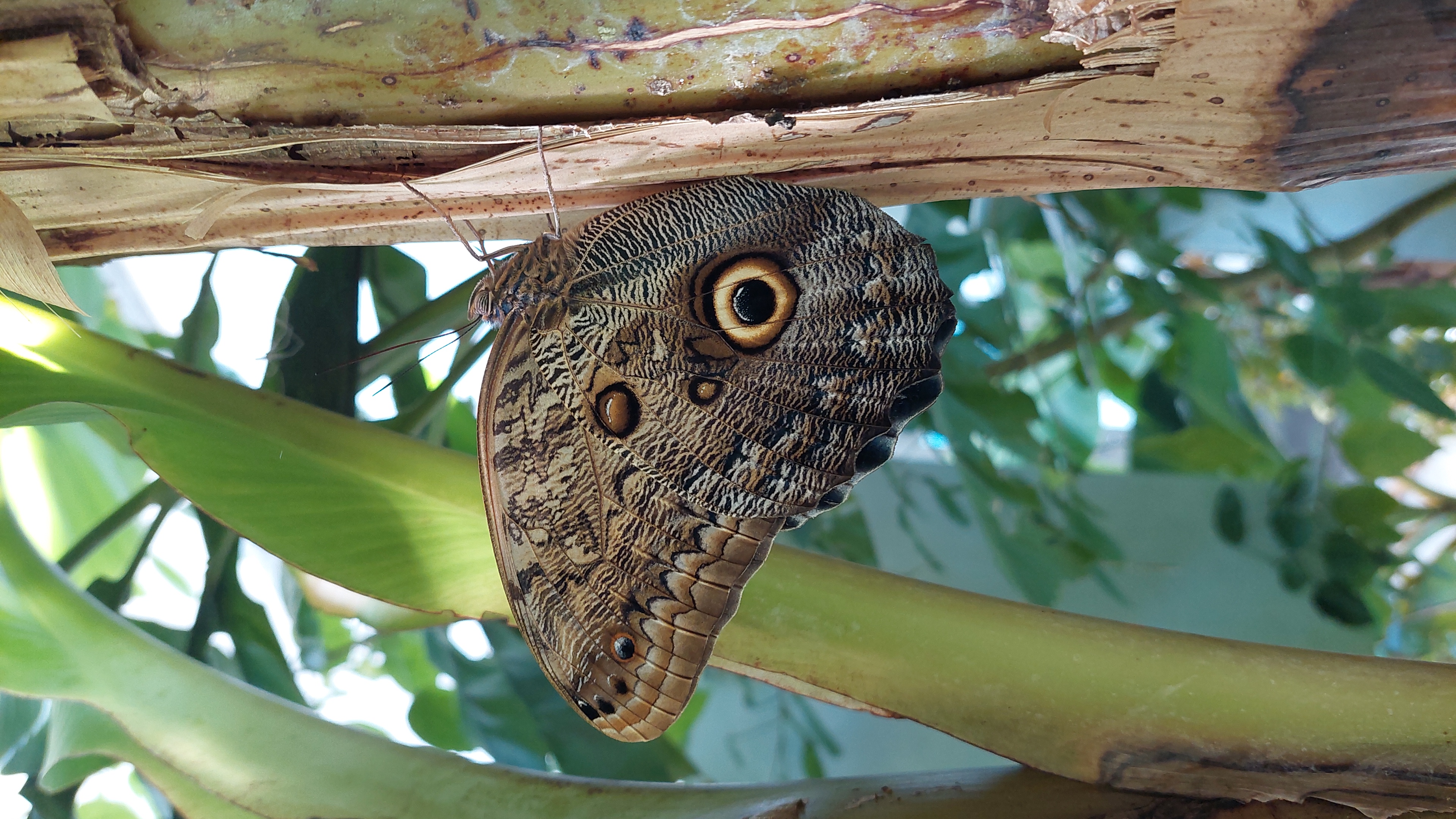 a butterfly on a tree