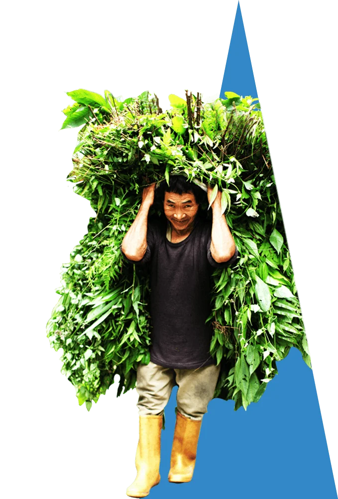 a man carrying a large pile of leaves