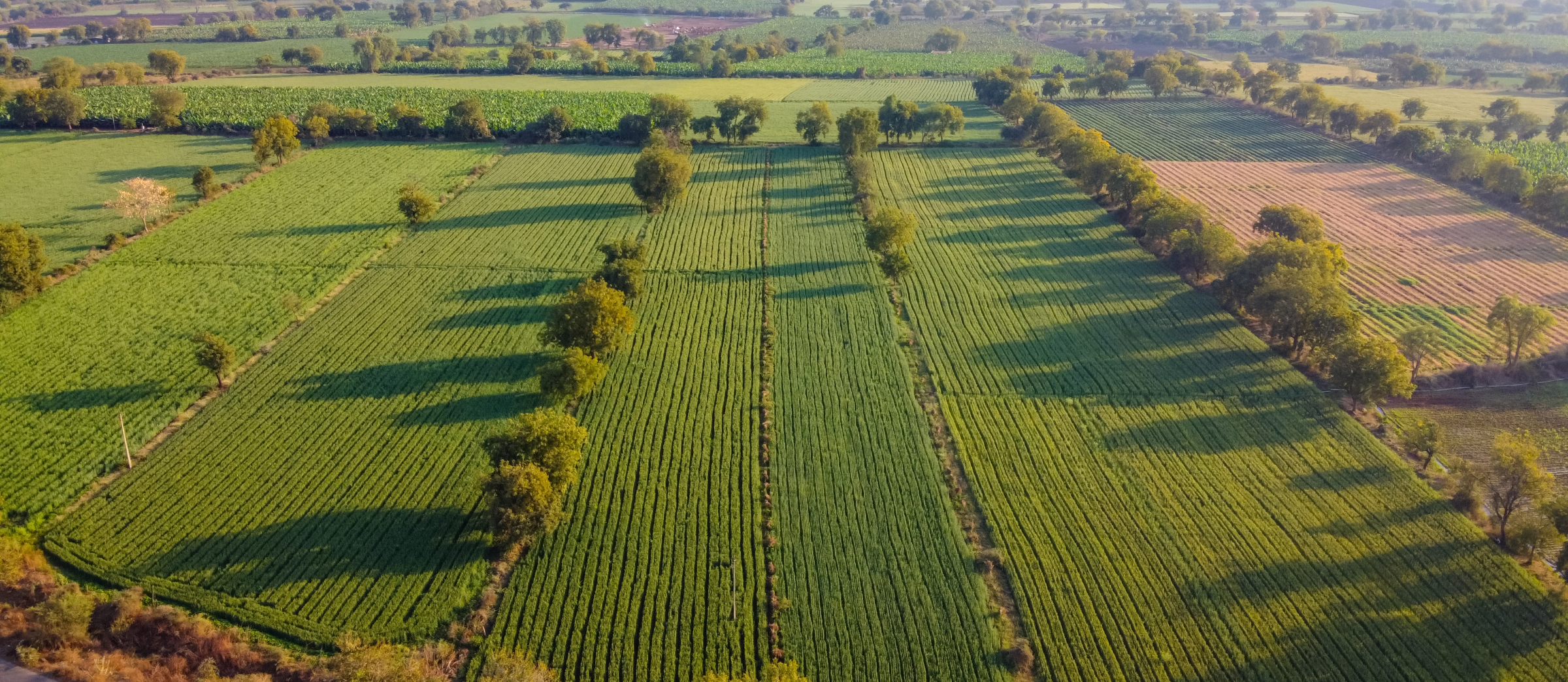 a green field with trees