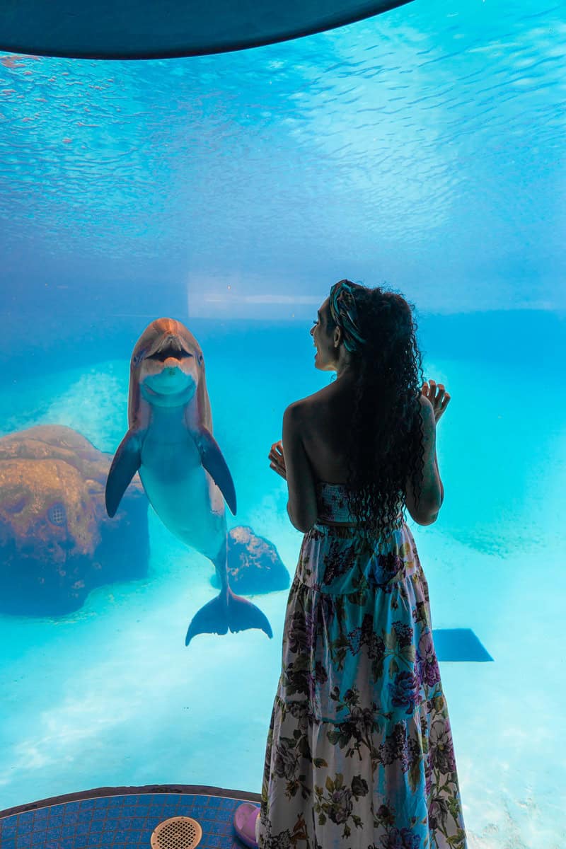 a woman looking at a dolphin in a tank