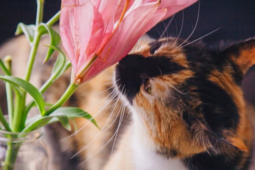 a cat smelling a flower