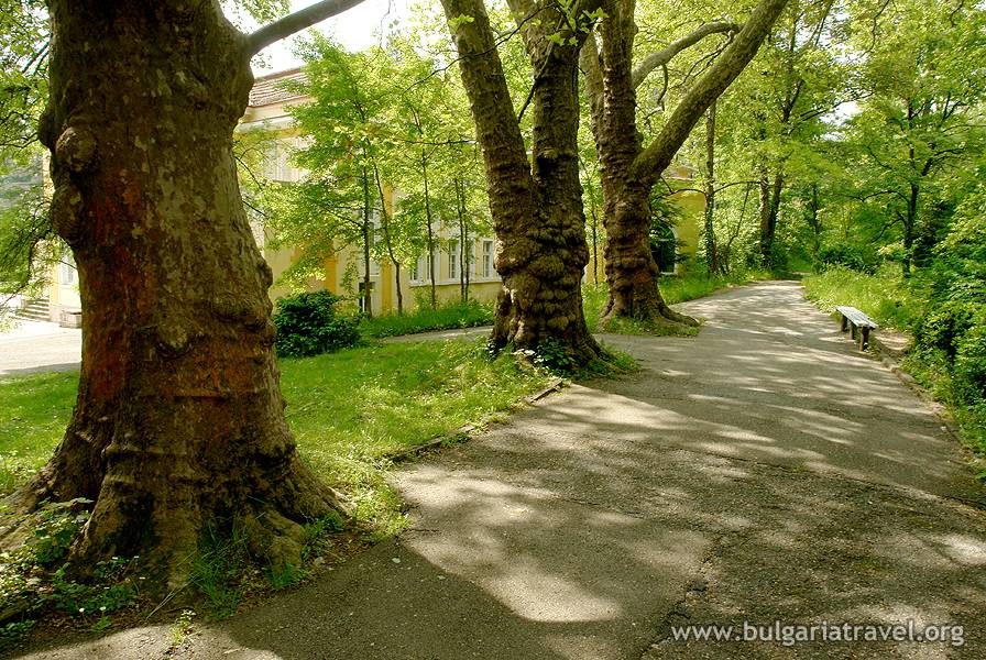 a path with trees and a building