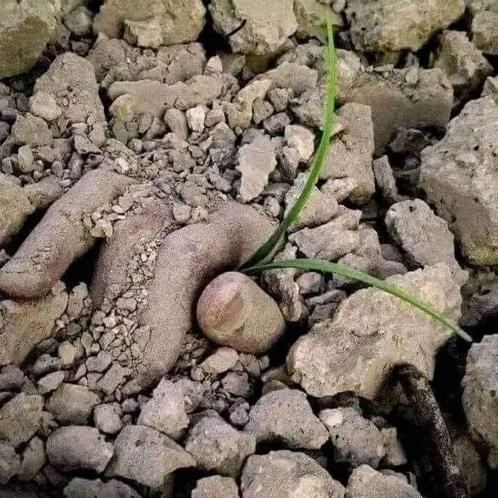 a small rock with a plant growing out of it