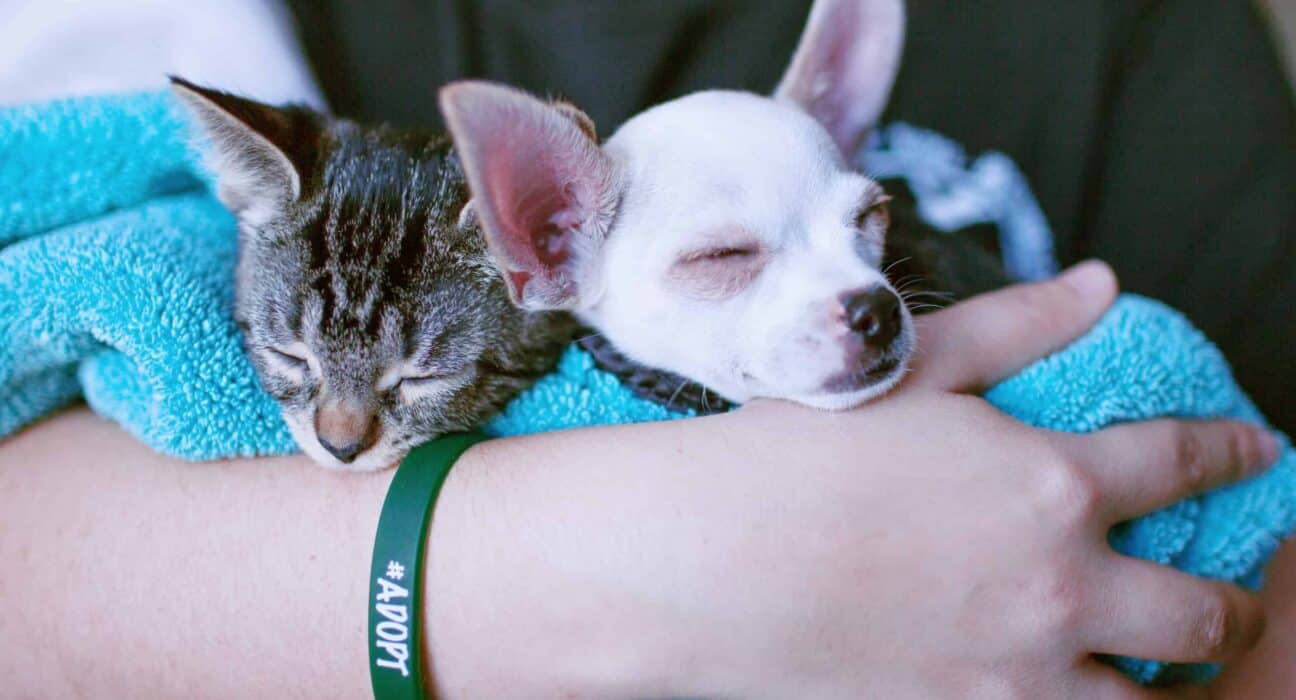 a cat and dog sleeping on a person's arm