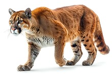 a large cat walking on a white background