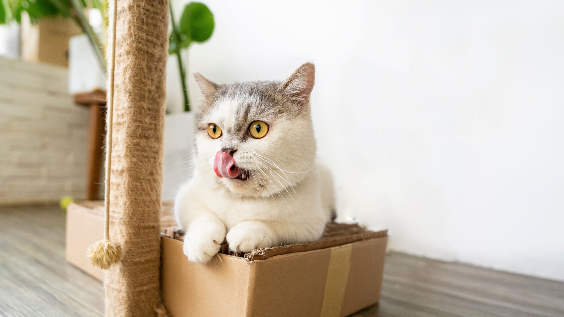 a cat licking its lips in a box