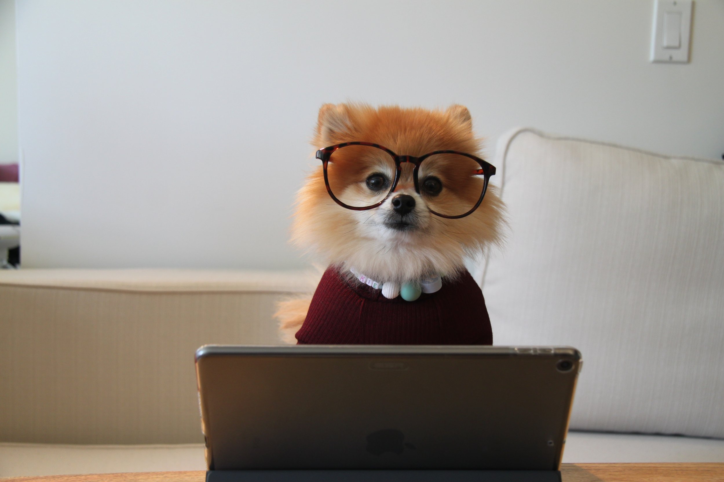a dog wearing glasses and a sweater