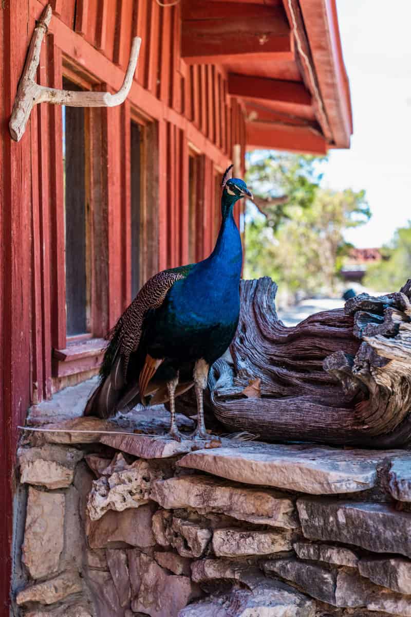 a peacock standing on a rock ledge