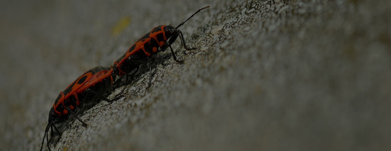 a bug with black and red spots