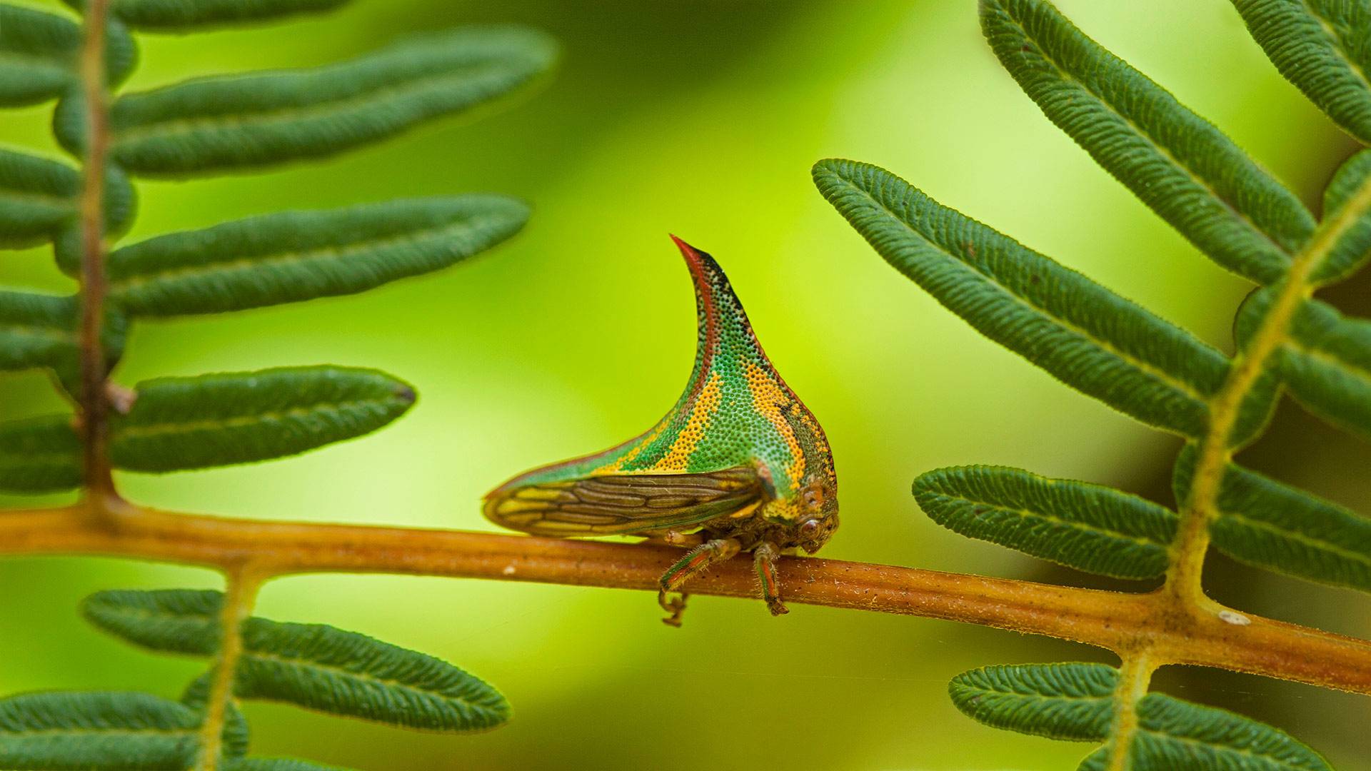 a green and yellow bug on a branch