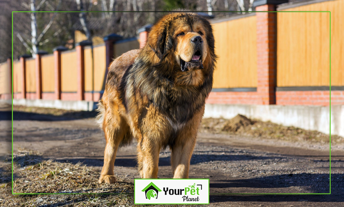 a large dog standing on dirt