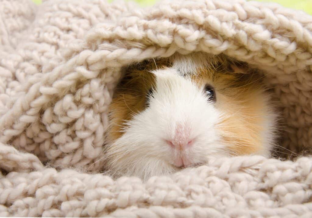 a guinea pig in a blanket