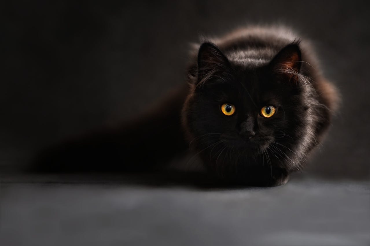 a black cat lying on a black surface