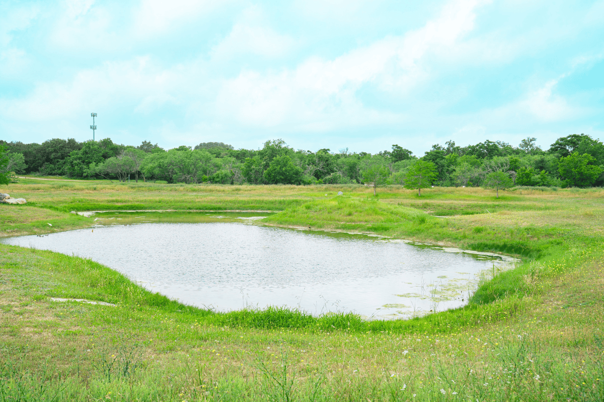 a pond in a grassy field