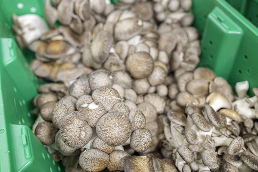 a close-up of mushrooms in a basket