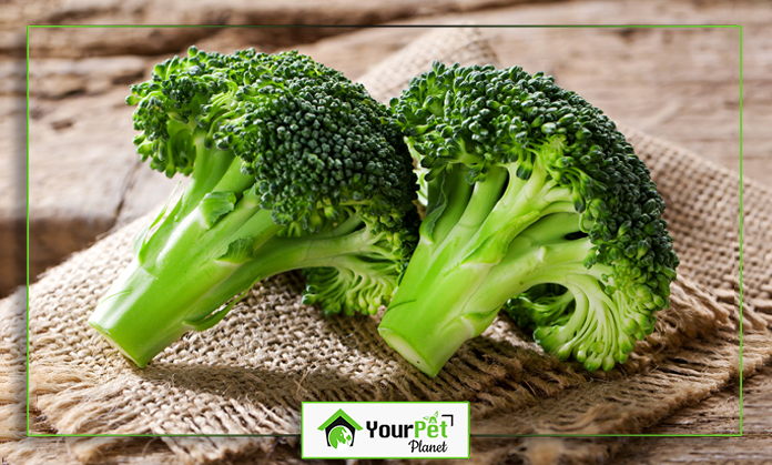 a pair of broccoli on a burlap cloth