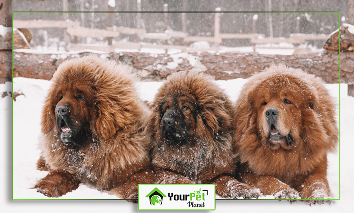 a group of dogs in the snow