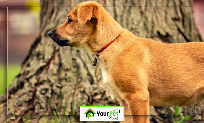 a dog standing in front of a tree