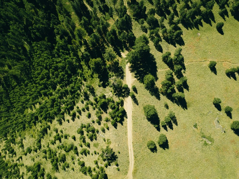 a dirt road through a forest