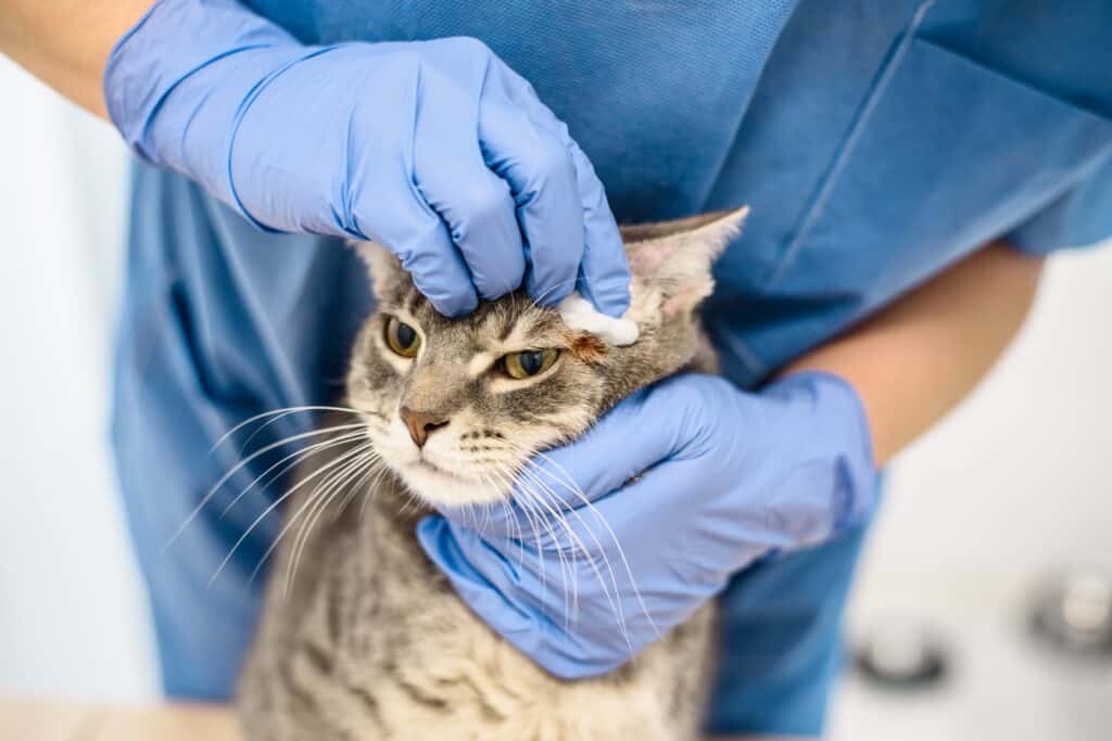 a person in blue gloves touching a cat