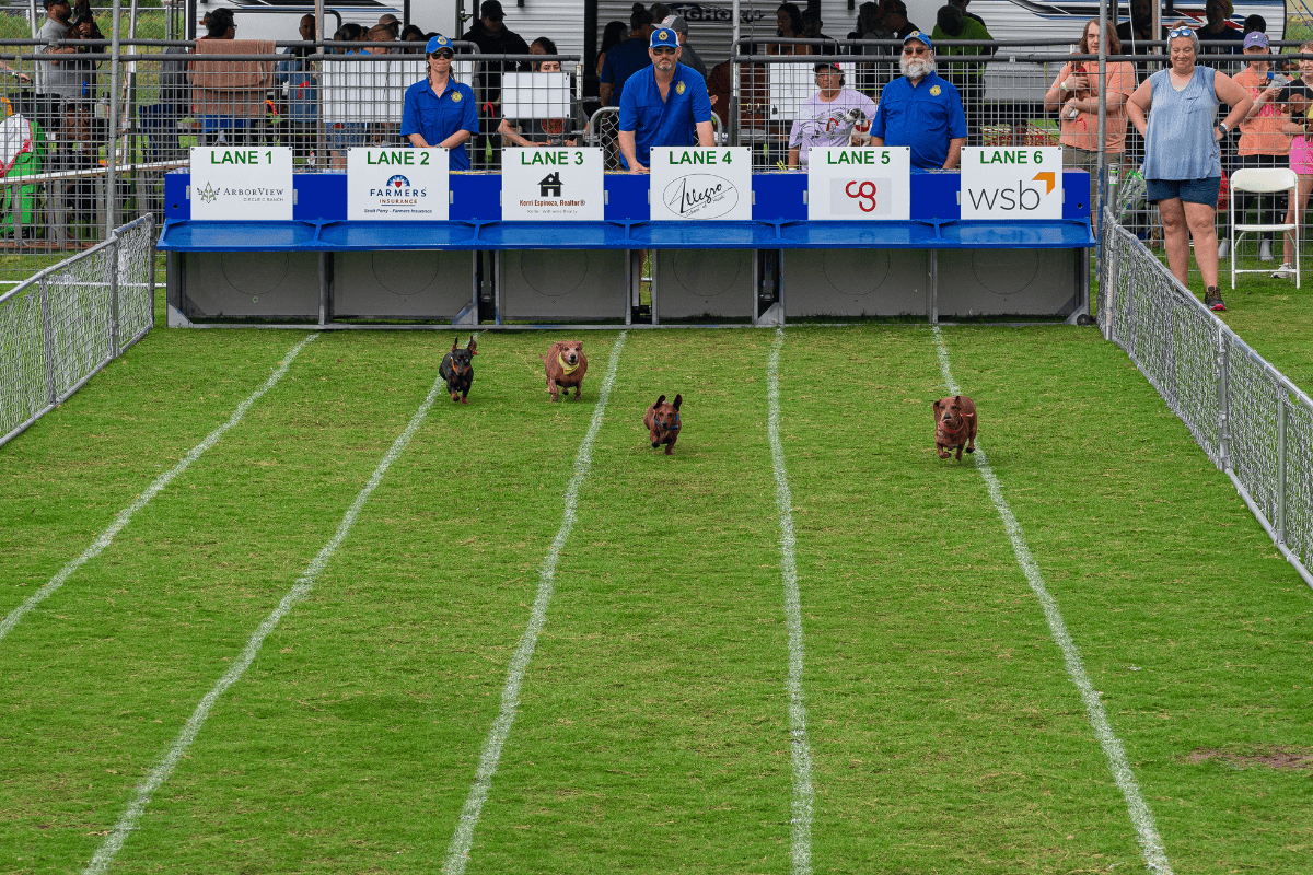a group of dogs running on a football field