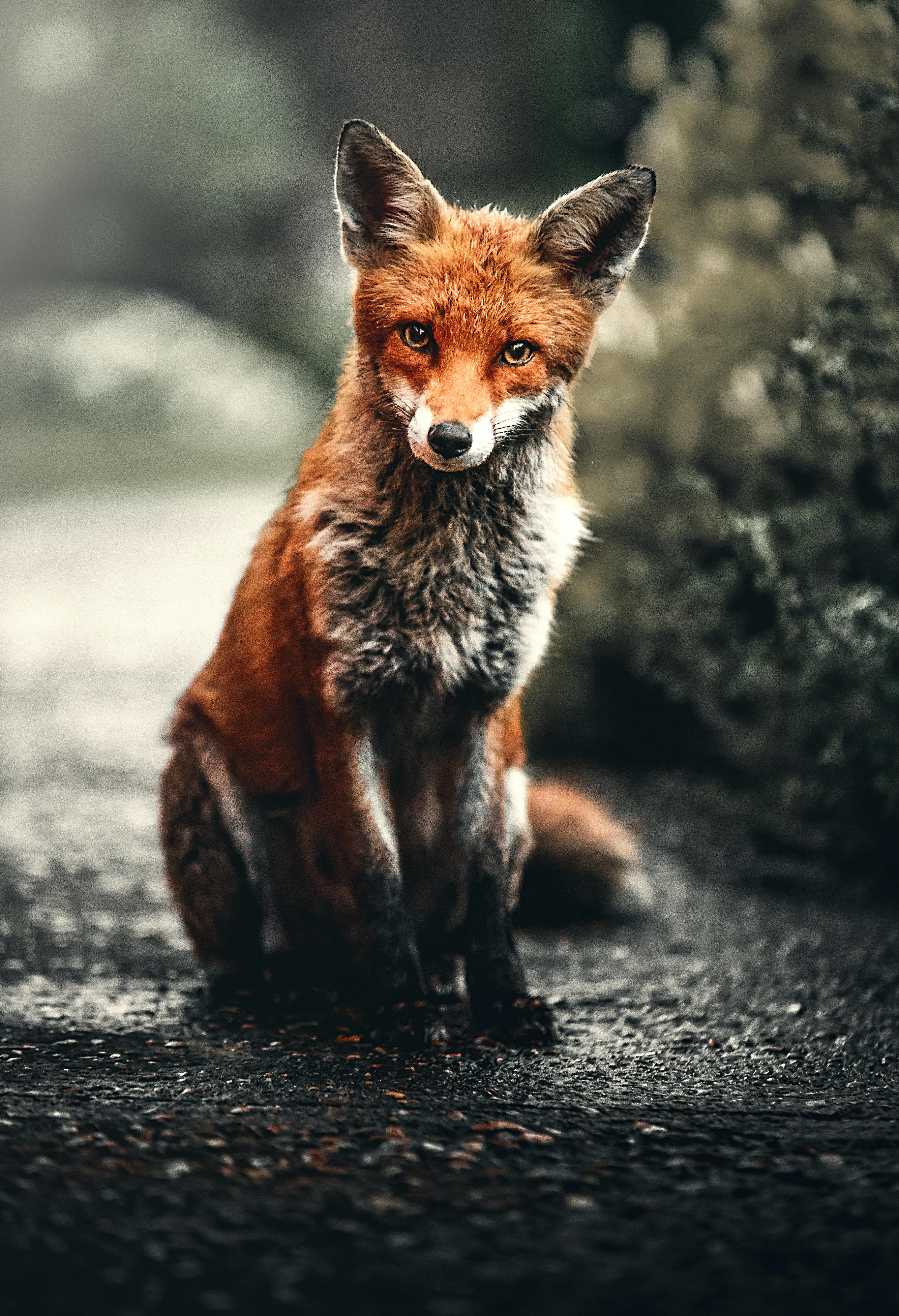 a fox sitting on the ground