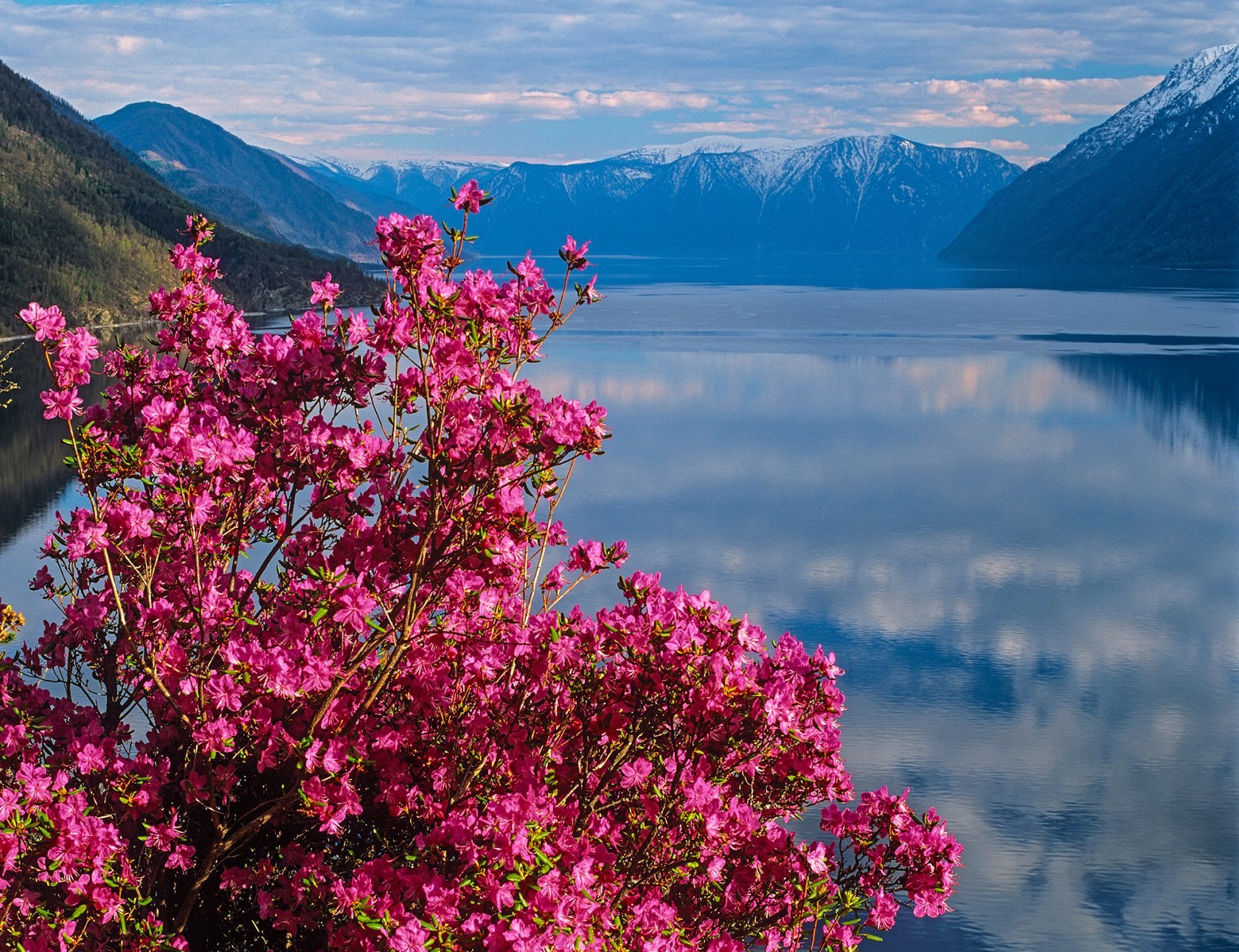 a pink flowers on a bush next to a body of water