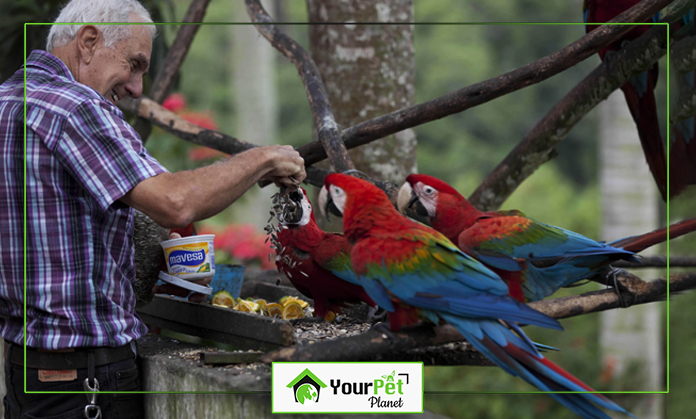 a man feeding parrots