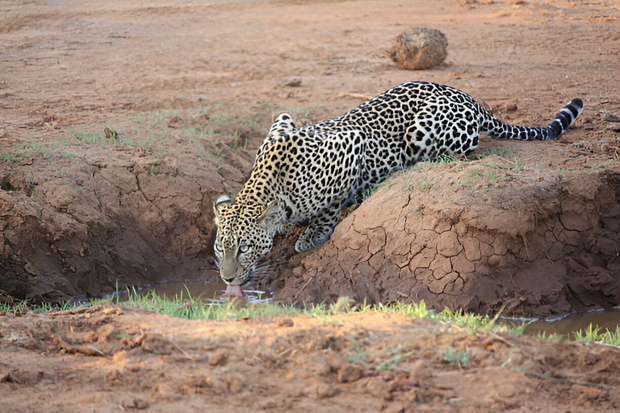 a leopard drinking from a hole in the dirt