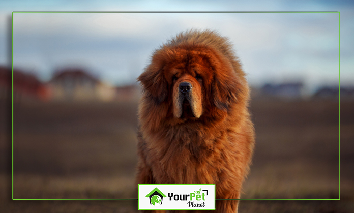 a large brown dog standing in a field