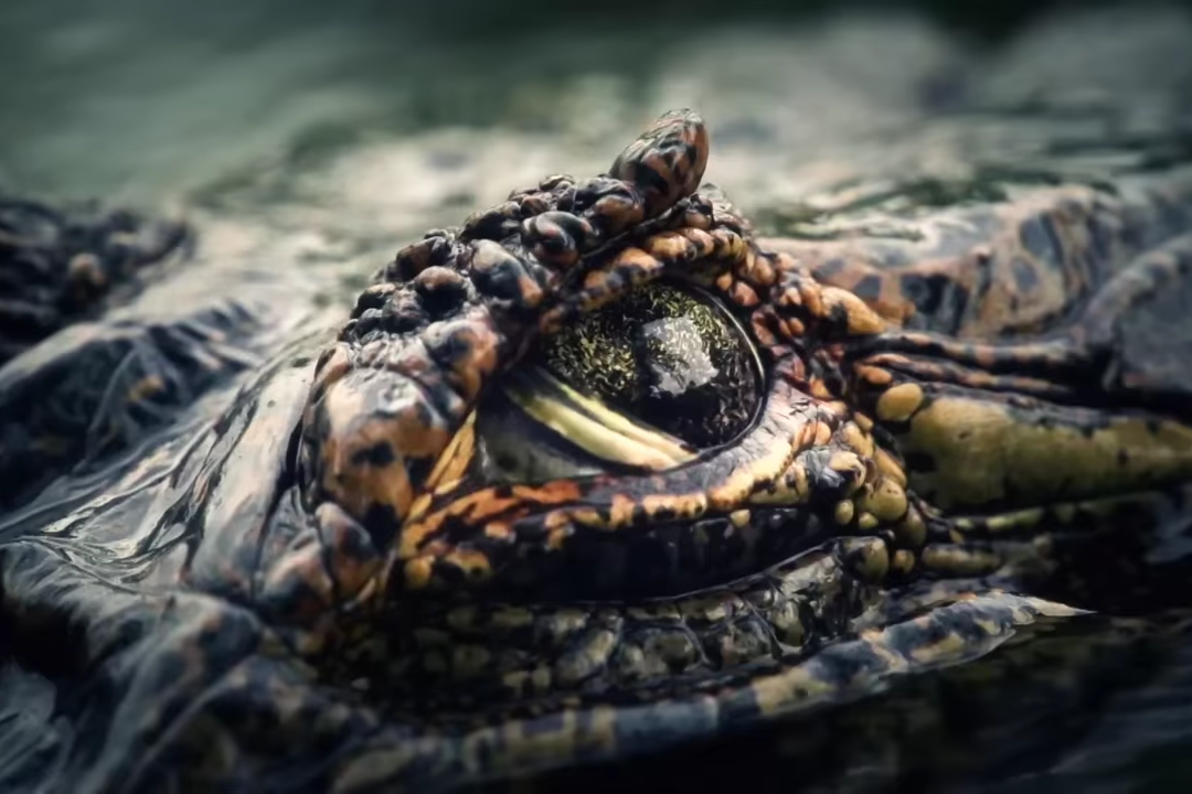a close up of an alligator's eye