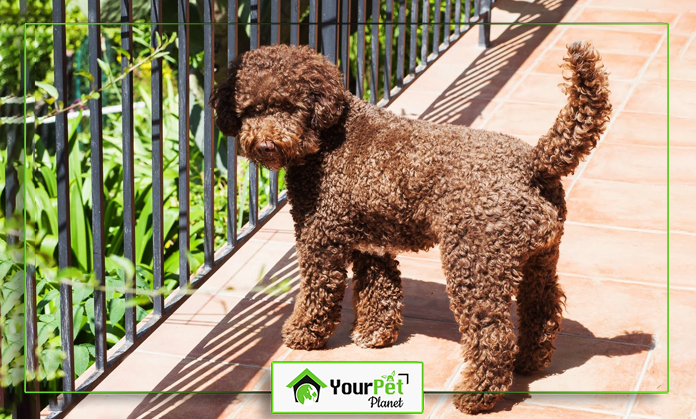 a dog standing on a tile patio