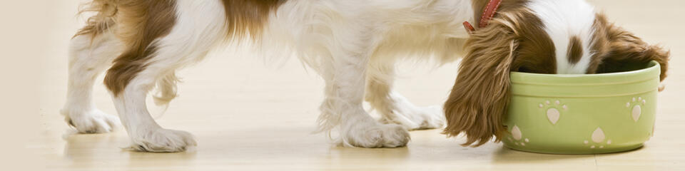 a close-up of a dog's legs