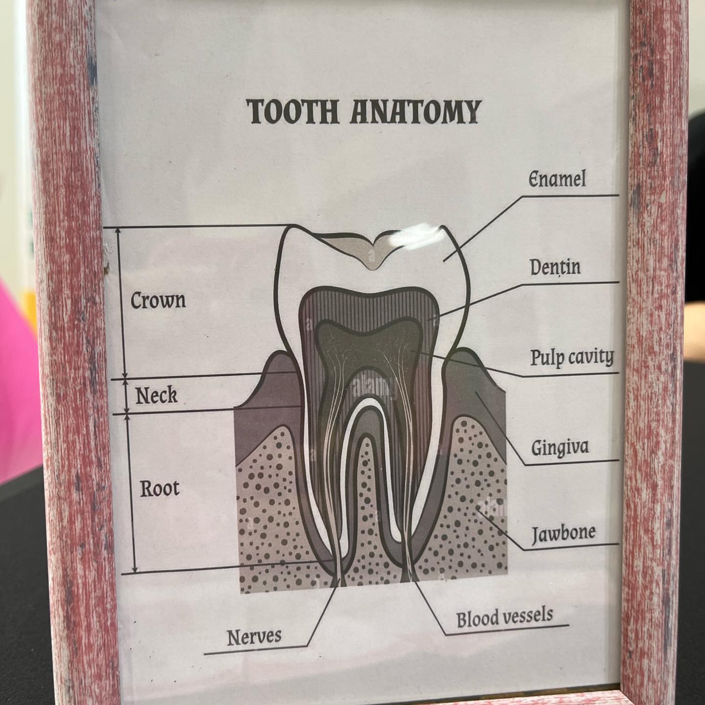 a picture frame with a diagram of the human teeth