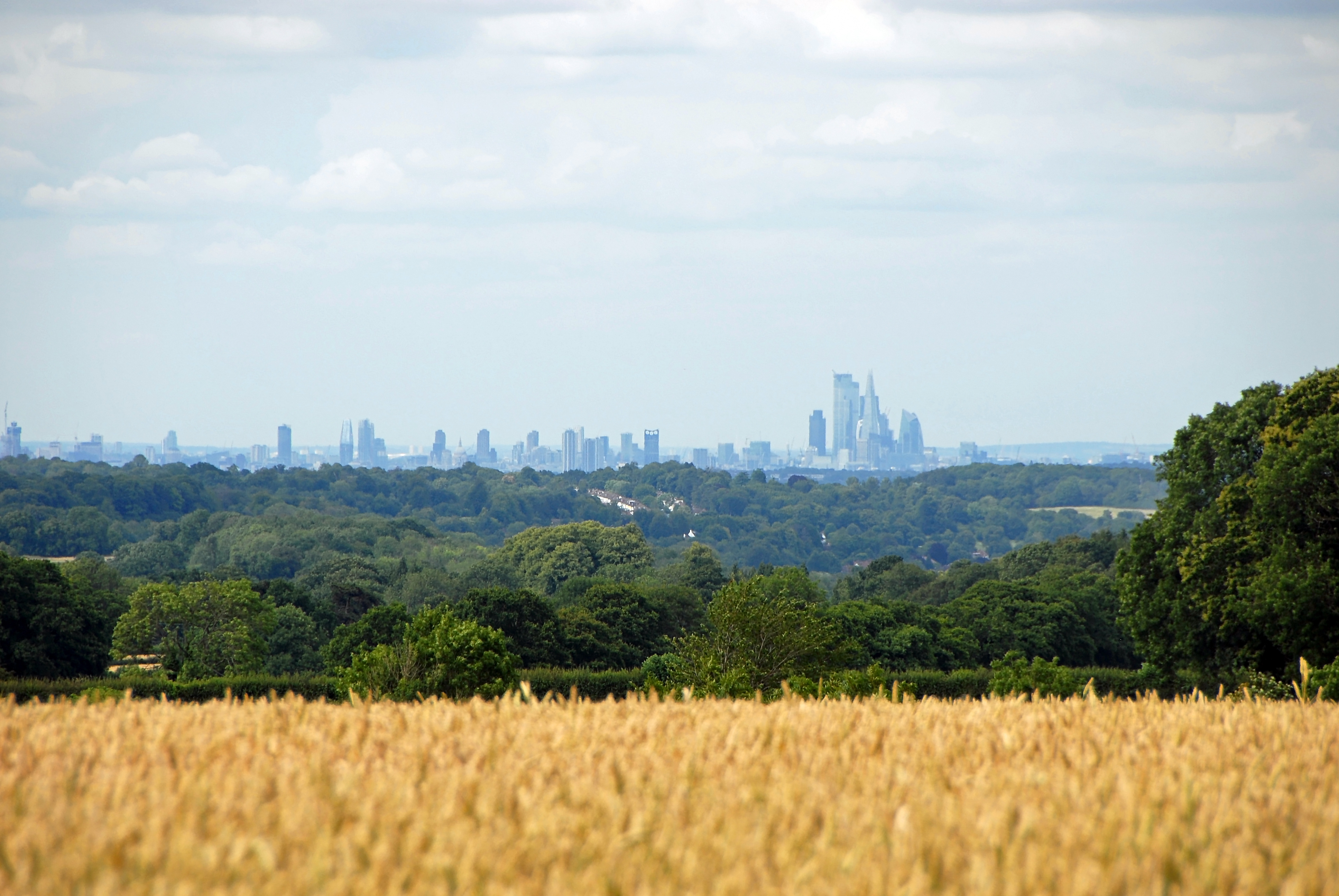 a field of wheat with trees and a city in the background