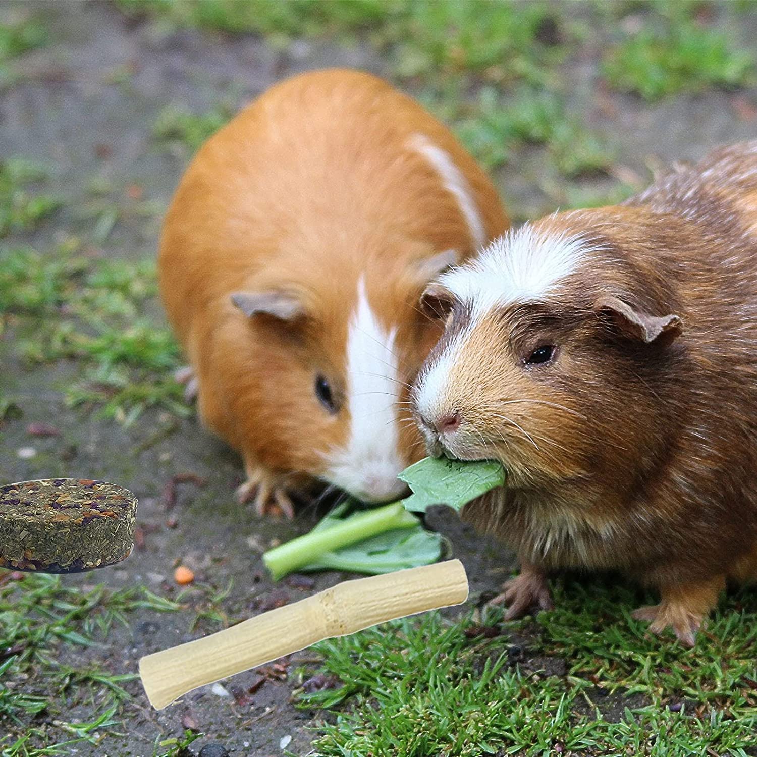 two guinea pigs eating leaves