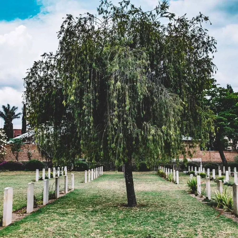 a tree in a cemetery