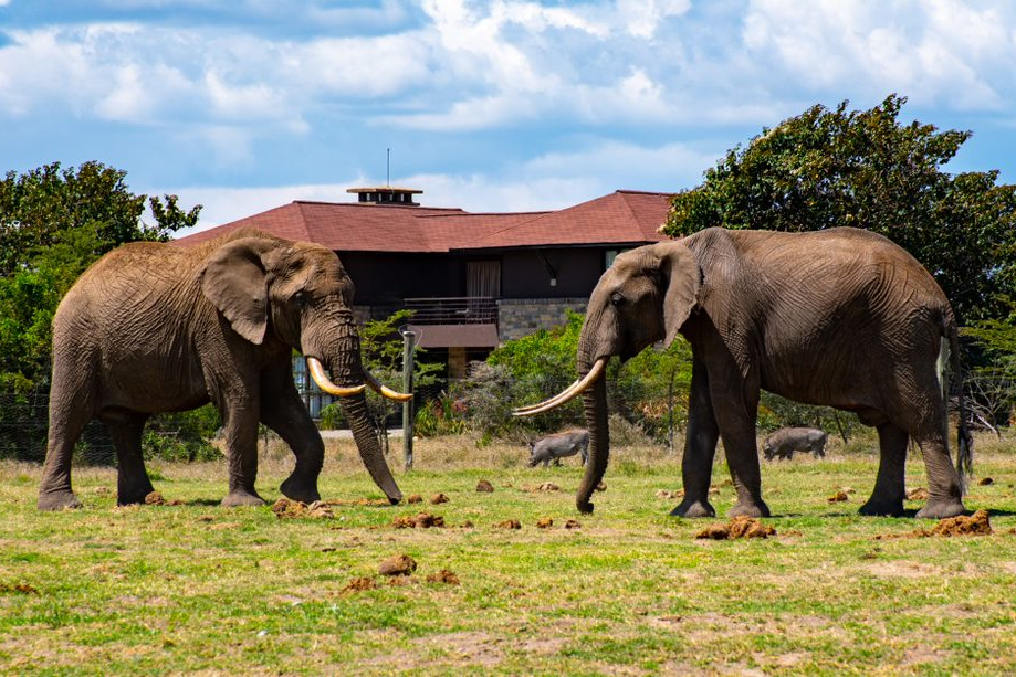 elephants in a field with a building in the background
