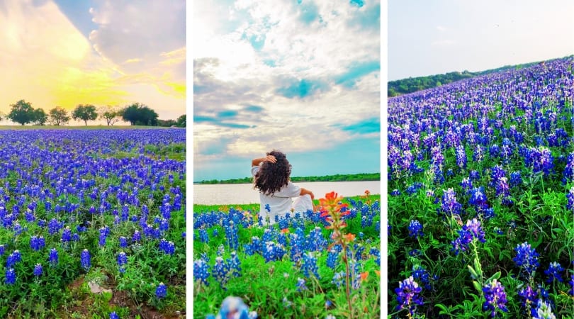 a collage of a woman in a field of flowers
