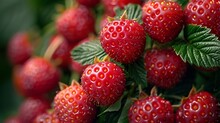 a group of red berries