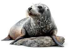 a seal lying on a rock