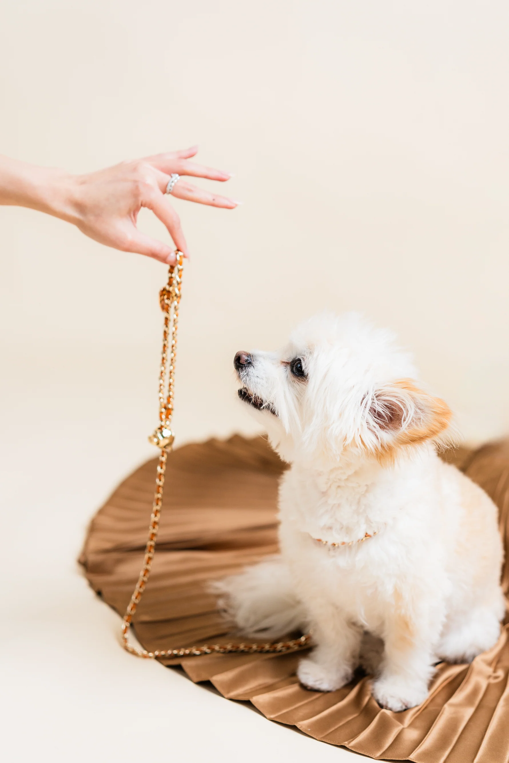 a dog looking at a leash