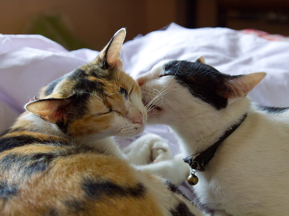 two cats lying on a bed