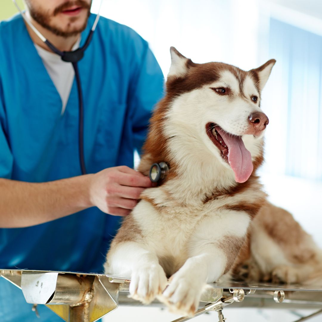 a man wearing a blue uniform and a stethoscope examining a dog
