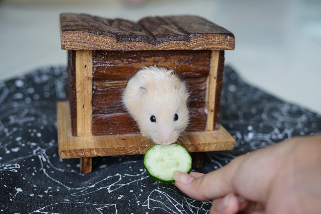 a mouse eating a slice of cucumber