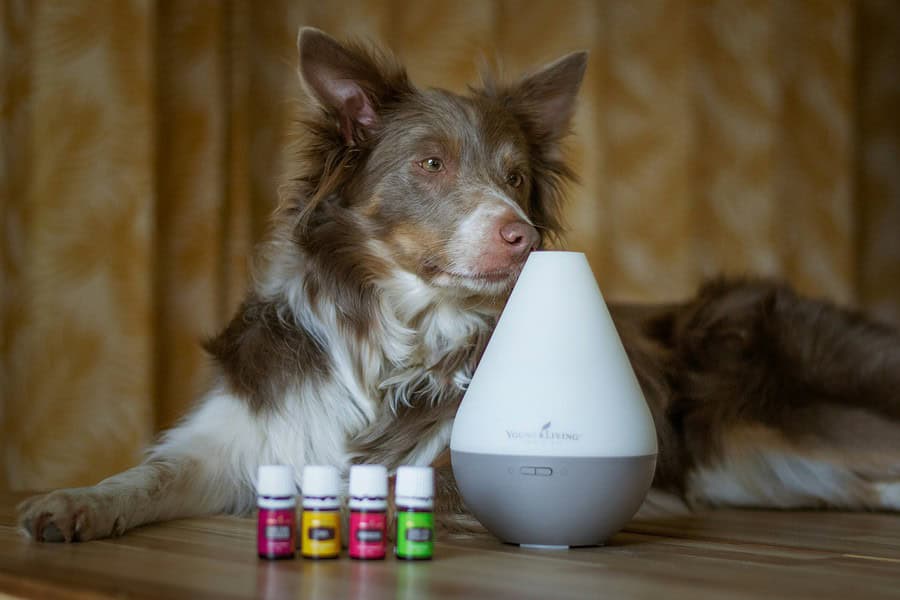 a dog lying next to a diffuser