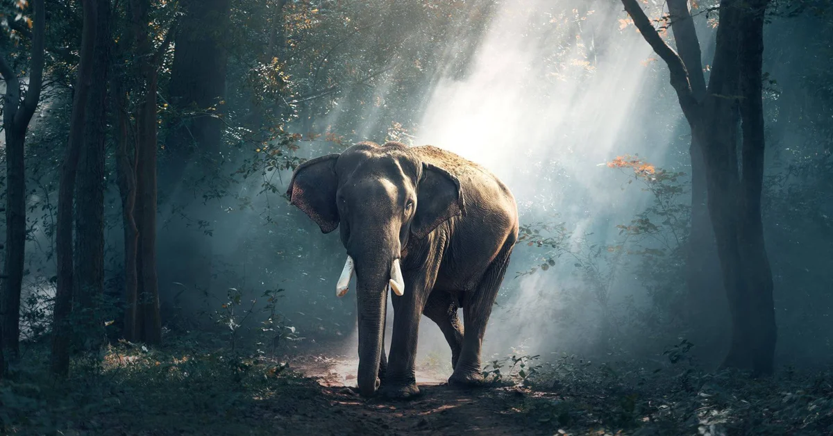 an elephant walking in the woods