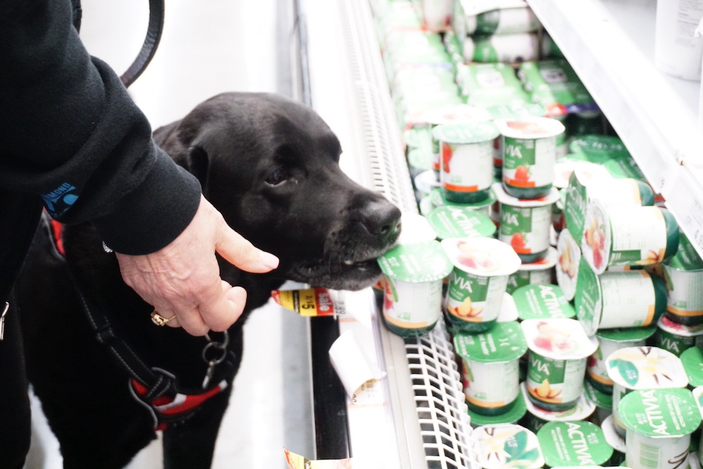 a dog eating yogurt at a store
