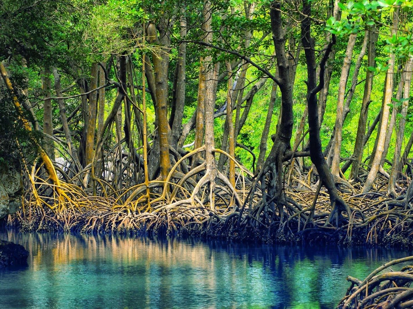 a river with trees and roots