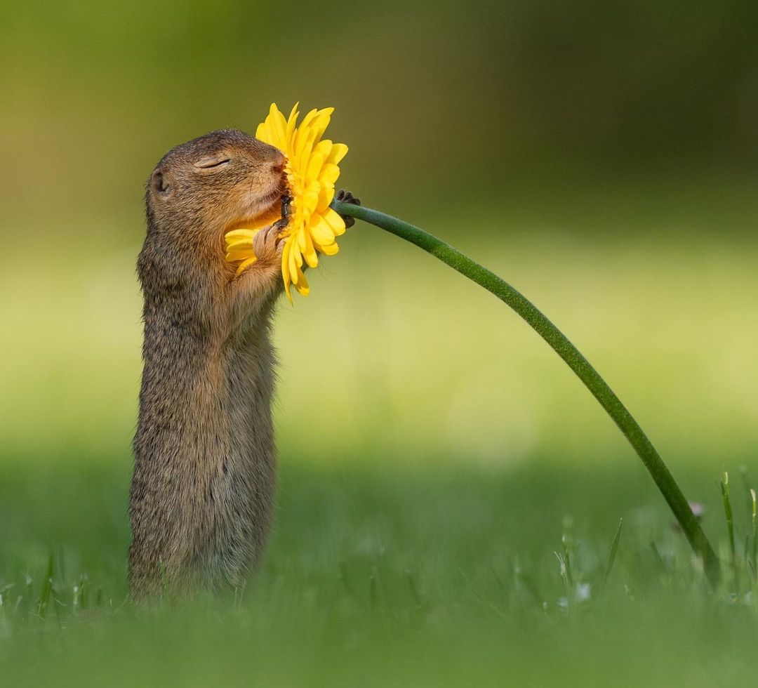 a squirrel holding a flower